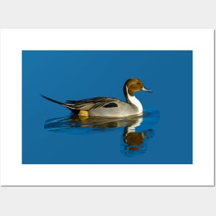 Pintail reflections Posters and Art